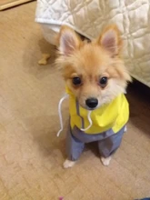 Mono impermeable para perro mascota, ropa impermeable para exteriores, mono con capucha para perros pequeños y grandes, capa impermeable, Bulldog francés