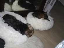 Puppy-Cushion-Mat Kennel Sleeping-Bag Dog-House Portable Pet-Bed Cat-Supplies Round Warm