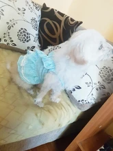 Dress Pet-Clothing Puppy-Cat-Dresses Chihuahua Princess Yorkshire Dogs Small Medium 