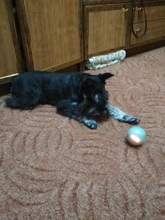 Ball Cat-Toy Pet-Product Interactive-Toys Electric Automatic Rechargeable Flashing-Ball