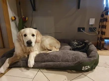 Dogs-Bed Sofa-House Big-Basket Small Large Waterproof Cat Bed Soft-Fleece for Medium