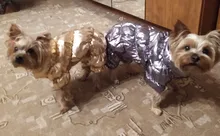 Ropa de abrigo para Perros Bulldog Francés, Ropa de cachorro, Chihuahua, yorkie, abrigo de perrito mascota, chaqueta, perros, mascotas