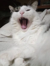 Deep-Groove-Ball-Bearing Miniature ABEC-7 Double-Shielded 608ZZ High-Carbon-Steel 10pieces