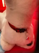 Collar de Gato con cascabel para gato, accesorio ajustable con lentejuelas, accesorios para mascotas, 2021