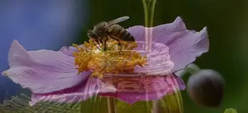 

Thousand Flower Honey (Extremadura)