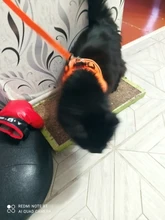 Reflectante cachorro gato arnés chaleco caminar perro ajustable Collar de gatito de malla de poliéster arnés para pequeño mediano perros