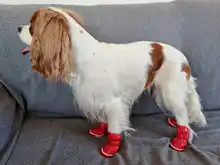 Shoes Dog-Snow-Boots Puppy Small-Dogs Chihuahua Waterproof Pet-Dog Winter for Warm Fleece
