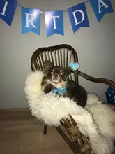 Banner-Accessories Collar Pet-Party-Supplies Birthday-Party-Decor Dog Cat Scarf Hat 