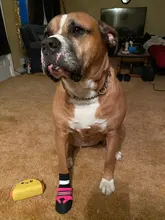 Zapatos para perros de invierno resistente al agua, 4 Uds., botas antideslizantes para nieve y mascotas, Protector de pata reflectante cálido para perros medianos grandes, Labrador Husky