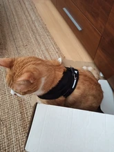 Arnés y correa reflectantes para gato, ropa transpirable a prueba de Escape para mascotas, chaleco ajustable de fácil Control