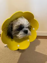 Collar antimordedura con forma de flor para gatos domésticos, protección para perros y cachorros, Collar de recuperación para mascotas