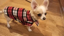 Ropa de verano para perros pequeños, Camiseta de algodón para gatos y perros, chaleco para cachorros, camisas para Chihuahua y Yorkshire, productos para mascotas