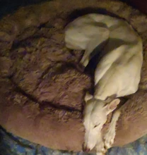 Pet-Mats House Sofa Dog-Bed Labrador Animals Plush Chihuahua Large Round Soft Coral Long