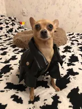 Jacket Dog-Coat Puppy Eagle-Pattern Waterproof Outdoor Outerwear Pet Small Soft Fashion