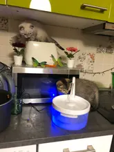 Fuente de Gato de 2L con luz azul, dispensador de agua automático alimentado por USB, alimentador de gatos, filtro de bebida para gatos y perros, proveedor de mascotas