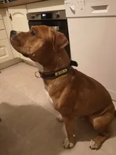 Pawstrip grabado Collar de perros de piel sintética Etiqueta de mascota Collar para perros Bulldog francés Pitbull, perro grande Collar de cachorro.