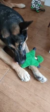 Perro de juguete duradera lindo papá pato haciendo sonido perro de peluche juguetes masticables para cachorros formación juguetes para la dentición para pequeños perros mediano