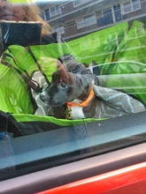 CAWAYI KENNEL Pet Carriers Dog Car Seat Cover Carrying for Dogs Cats Mat Blanket Rear