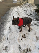 Vest Jacket Pets-Clothing Pug-Coat Puppy Dogs French Bulldog Waterproof Small Winter