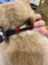 Etiquetas de identificación personalizadas para perros y gatos, grabadas, TEL. Etiquetas para el cuello para mascotas, Gato de acero inoxidable con nombre, accesorios para perros