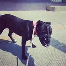 Bozal de silicona suave para perros pequeños, medianos, grandes y x-grandes, cesta transpirable, para mordeduras y ladridos