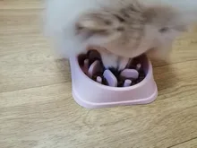 Triangle Dog Slow Eating Training Bowl for Puppy Kitten Plastic Food Feeding Bowl Pet