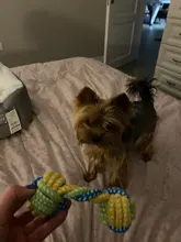 Dog-Toy Rope Knot-Ball HOOPET Chews Teeth-Odontoprisis Small Large Cotton 7-Style Grinding