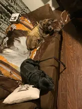 Vest Harnesses Pet-Training Dogs Military-Working Tactical Medium Nylon Durable for Large