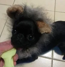 Disfraz de perro o gato Peluca de melena de León, gorro para gato, perro, ropa de Halloween y Navidad, vestido de lujo con orejas, ropa para mascotas