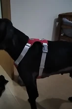 Harness Vest Belt Chest-Strap Dog-Training-Reflective Big-Dogs Adjustable Outdoor 