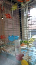 Parrot Bathtub Cage-Accessories Mirror Shower-Box Pet-Toys Small Pipifren with Bird Jouet