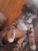 Breakaway Cat Collar Cute Bow Vests Cat Harness and Leash Cat Product Cat Accessories