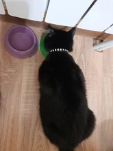 Puppy-Neck-Strap Cat-Collar Kitten-Accessories Rhinestone Luxury Small Rivet 