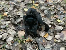 Leash-Set Harness Pet-Products Cat-Collar Adjustable Belt Dog Animals Kitten Nylon And