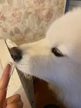 Jacket Rain-Coat Labrador Alaska Puppy-Doberman Waterproof Dogs Large Medium Husky TLC02