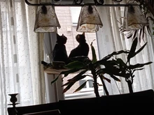 Cama que cuelga de la ventana para mascotas, 20kg, hamaca para gato y mascota, asiento tipo estante