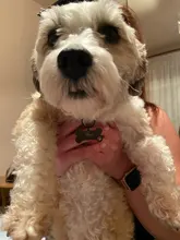 Pet-Id-Tag Pendant Pet-Accessories Puppy Engraved Keyring-Bone Personalized-Collar 