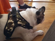 [TAILUP] Envío gratis  productos para mascotas, arnés de perro grande k9, Collar brillante Led para cachorros, chaleco para mascotas, accesorios para mascotas, Chihuahua, Dropship