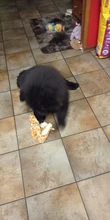 Peluche suave de cebra con sonido de tigre para mascotas, juguete para mascotas