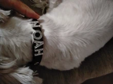 (Libre Bling anillo de imitación letra) de Gato Collar de perros de piel sintética perro collares de perros mediano objetivo personalizado Nombre de Id