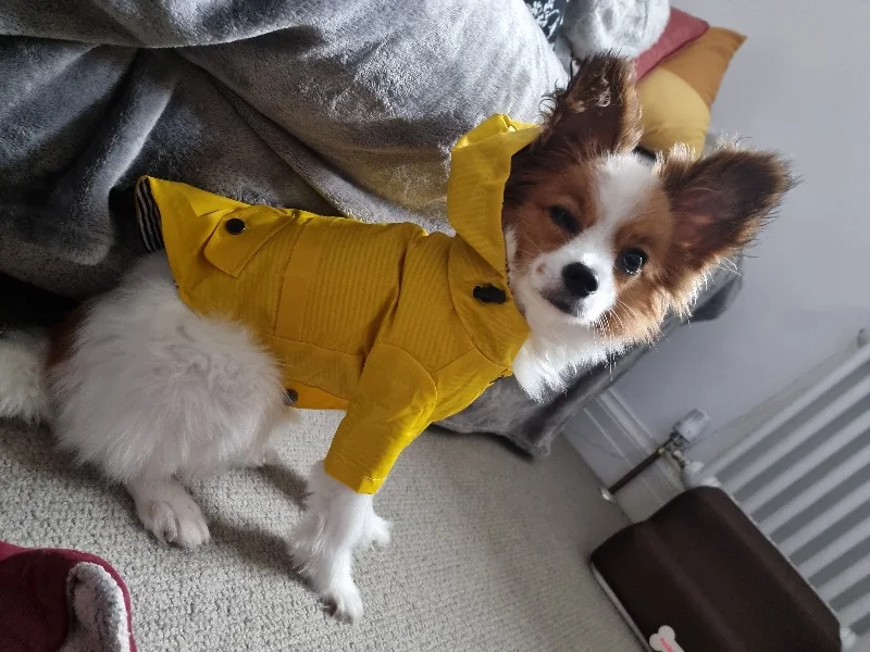 Yellow Dog Coat Waterproof Jacket photo review