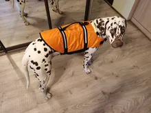 Chaleco Salvavidas para perro, chaqueta Salvavidas para mascota, ropa de seguridad, traje de baño para mascotas, Chaleco de seguridad para verano