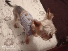 Sweater Puppy-Hoodie Dog-Jumper Winter Knited Small Cat with Cartoon-Design Warm Apparel