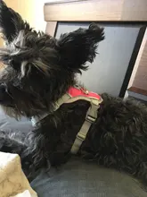 Harness Vest Pet-Products Collar Soft-Lining Walking-Training Reflective Adjustable Small