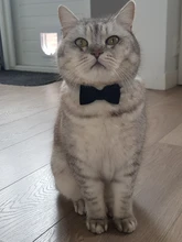 Collar de gato de Color liso con lazo de terciopelo para cachorro, Chihuahua, hebilla de seguridad ajustable con campana, pajarita para gatos, accesorios para mascotas