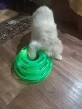 Torre de juguete para gato, torreón de tres niveles con pista de disco y pelota de entrenamiento, plato de diversión, triple, para inteligencia de mascotas