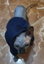 Pet-Dog-Clothes Clothing Jacket Coat Puppy French Bulldog Small Dogs Pug Winter for Warm