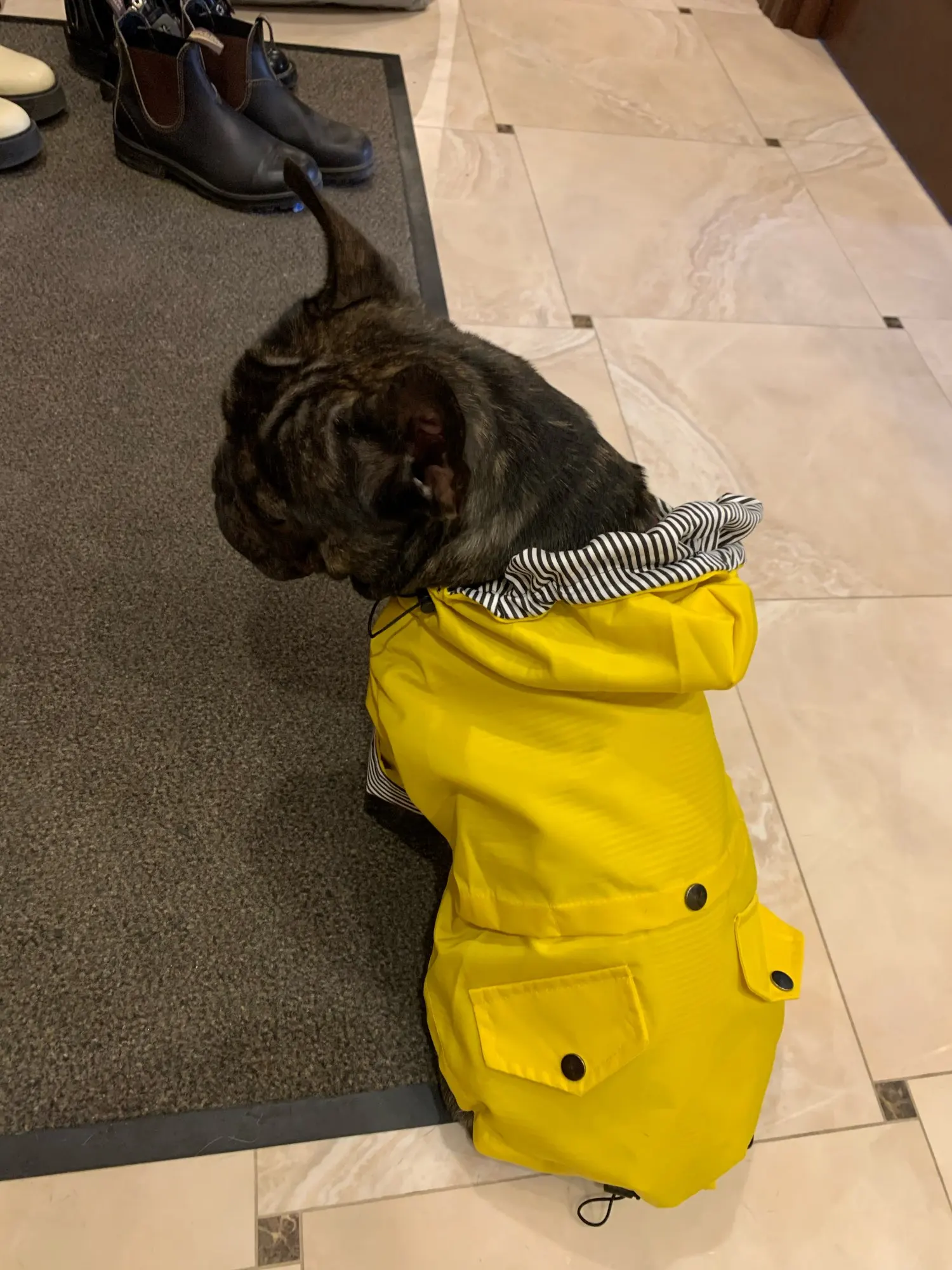 Yellow Dog Coat Waterproof Jacket photo review