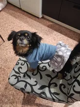 Dog-Dress Dogs-Skirt Yorkshire Summer Chihuahau Dot 