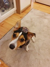 Abrigo para perros pequeños, ropa cálida para mascotas, tipo chaleco, ideal chihuahua, para invierno